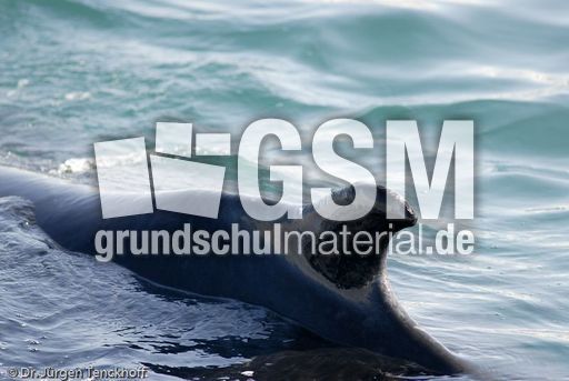 Buckelwal (39 von 57).jpg